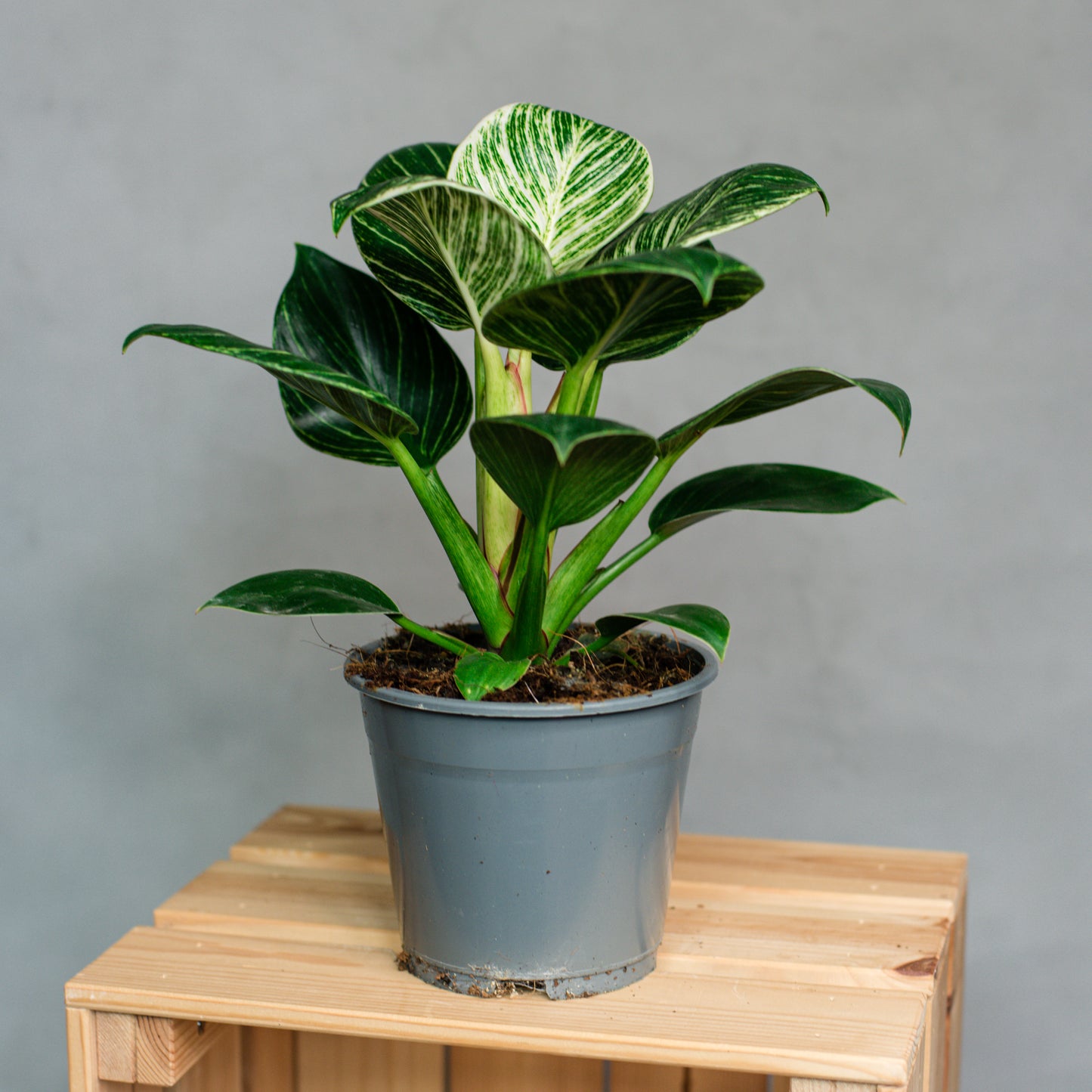 Philodendron zebra - Philodendron Birkin