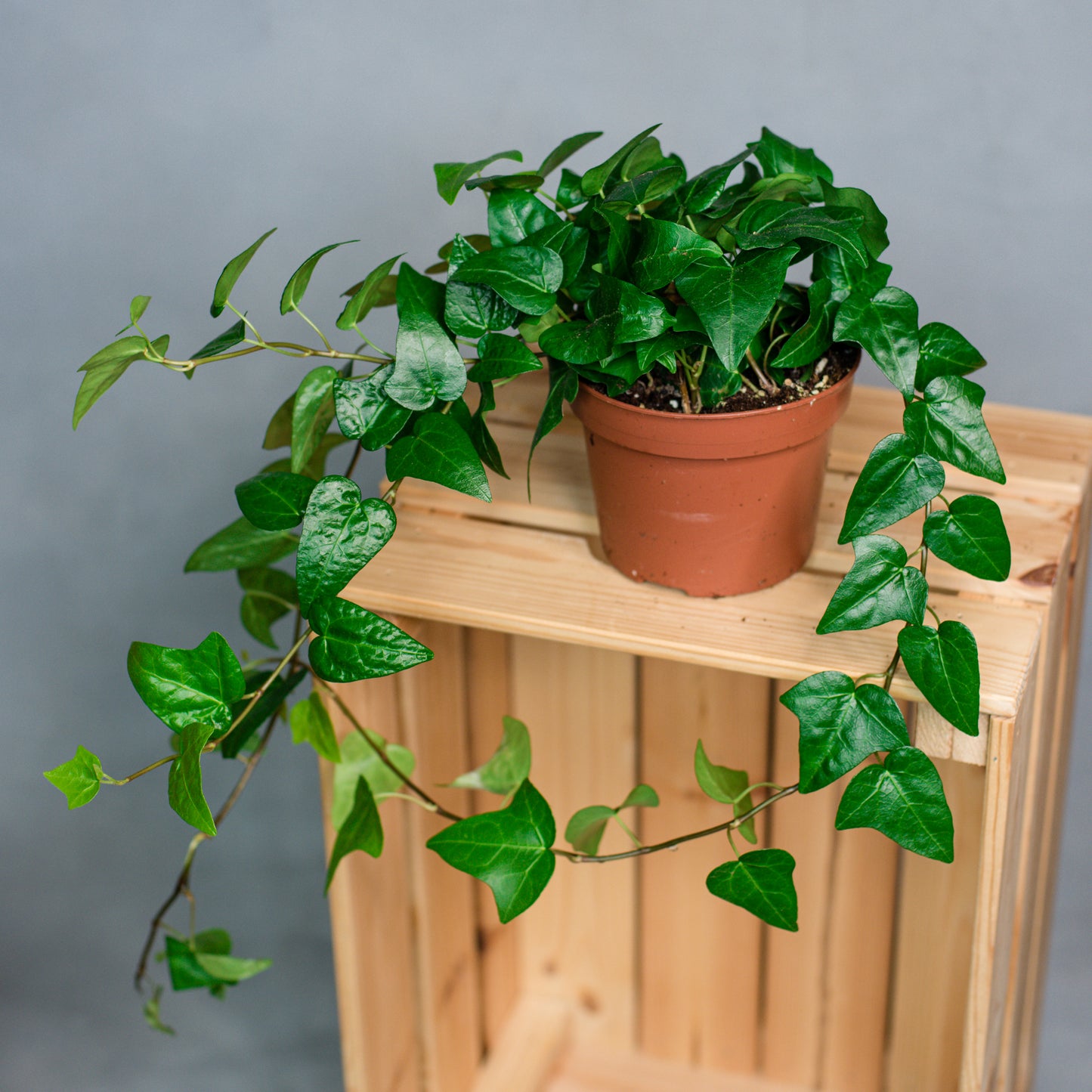Hedera helix Mein Herz - English Ivy