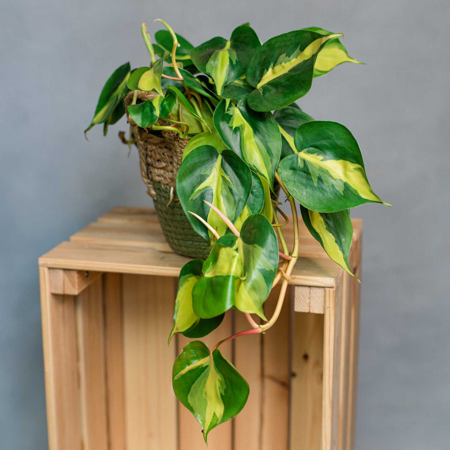 Philodendron Scandens Brasil - Heartleaf Philodendron