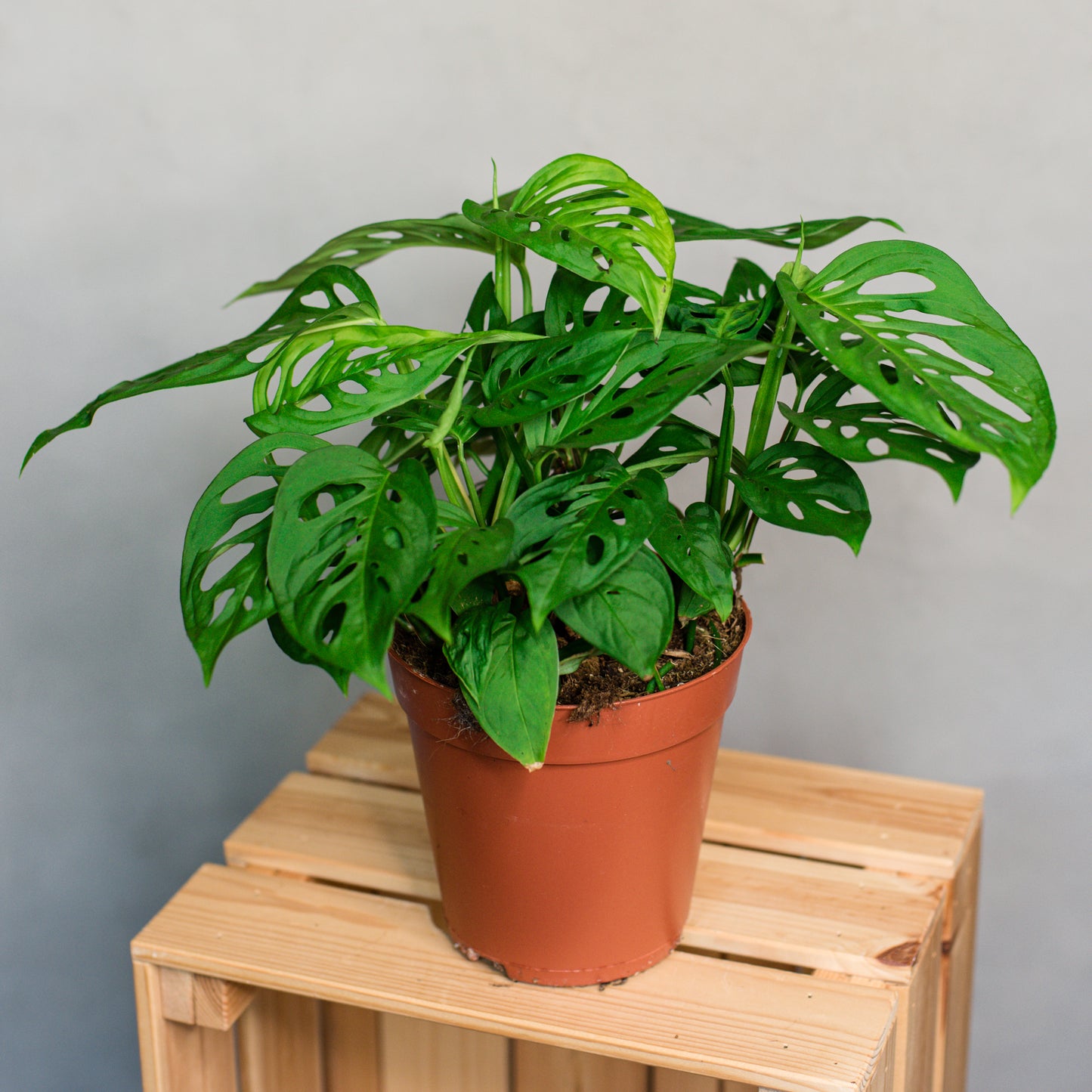 Monstera adansonii - Monkey leaf