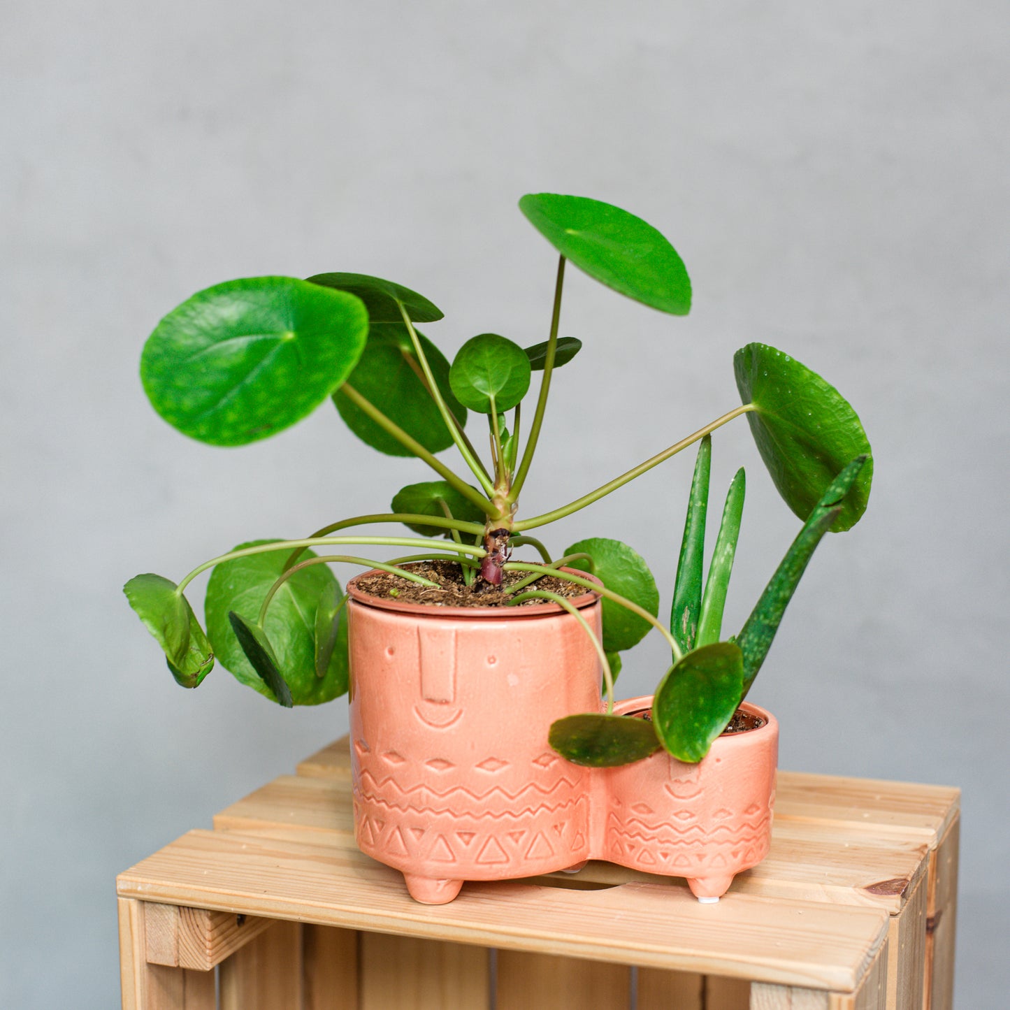 Pilea peperomioides - Chinese Money Plant