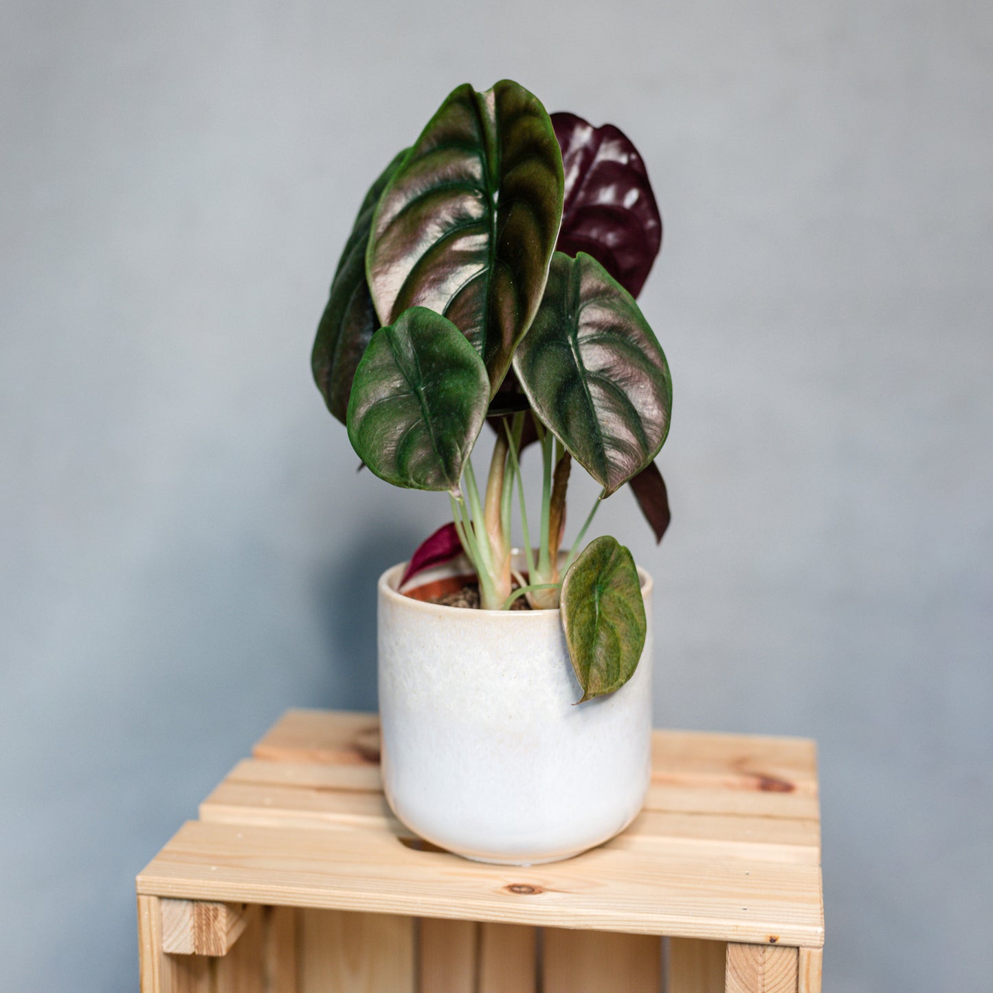 Alocasia cuprea  Red Secret