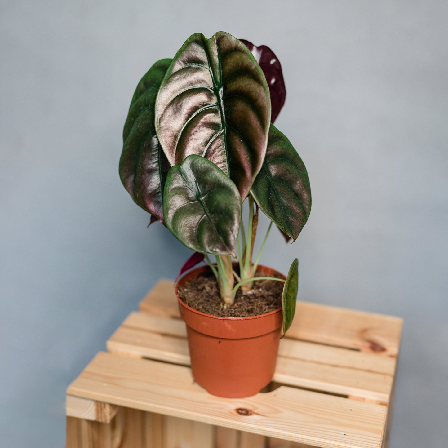 Alocasia cuprea  Red Secret