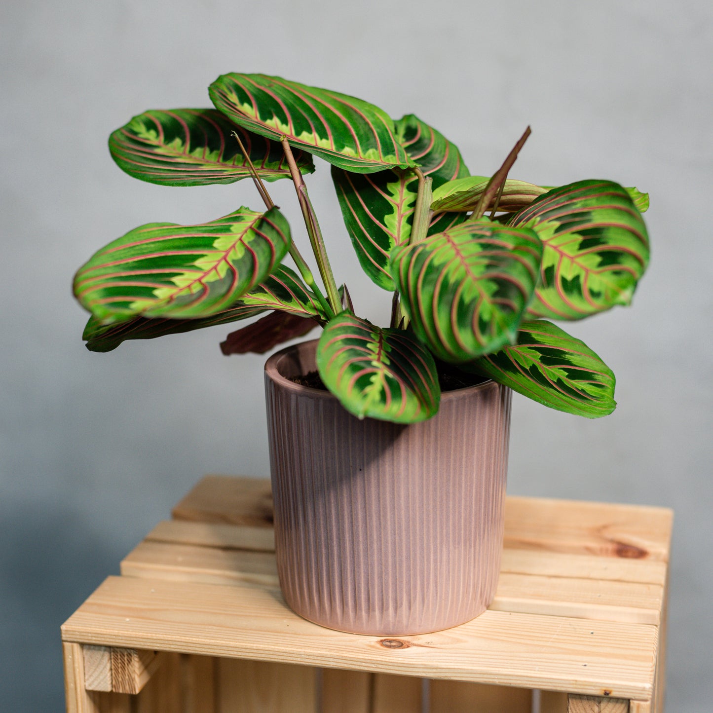 Maranta fascinator - Prayer Plant