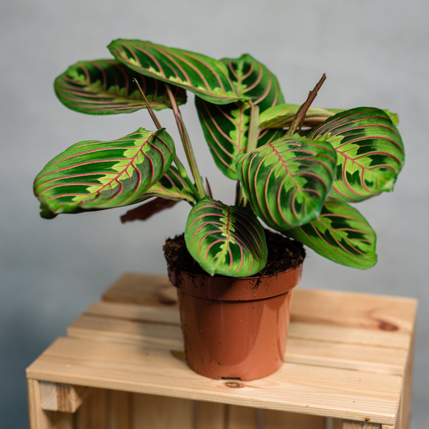 Maranta fascinator - Prayer Plant