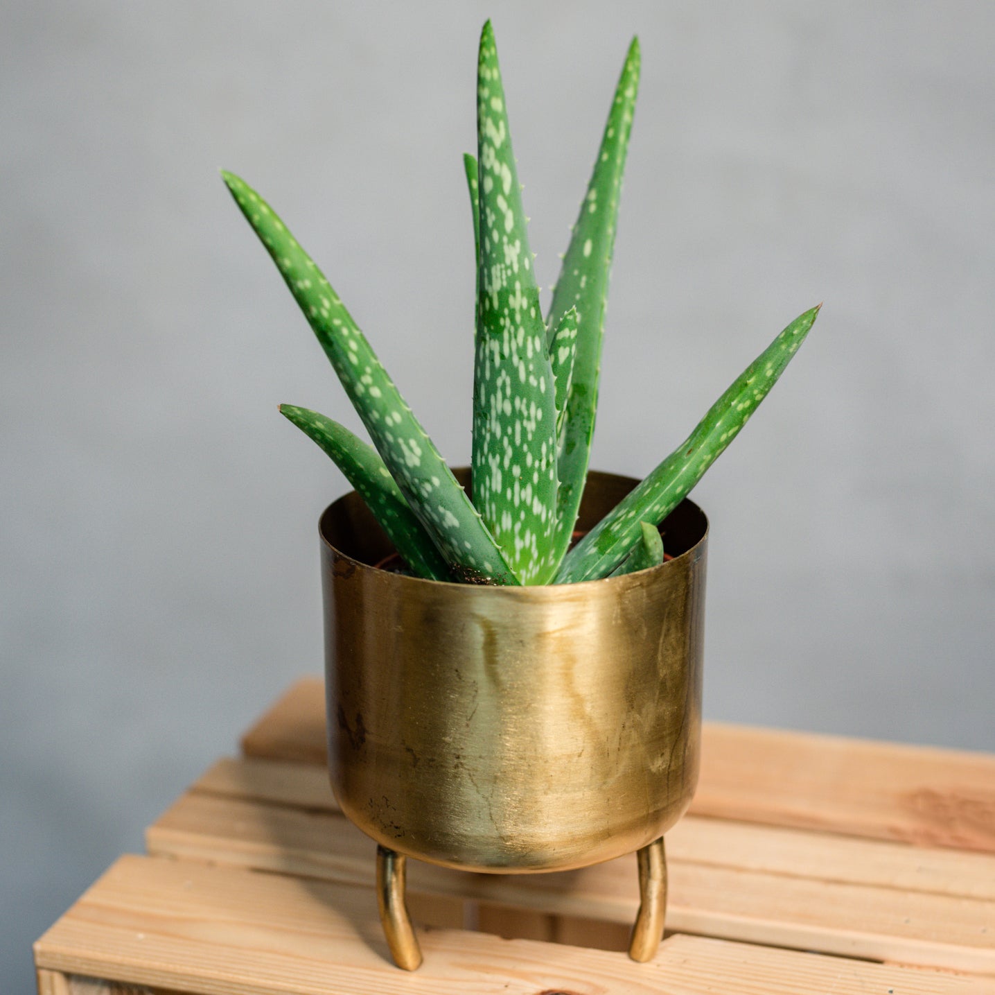 Aloe Vera