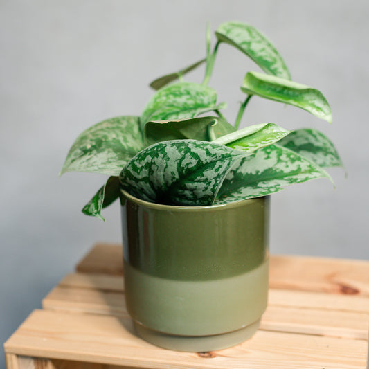 Scindapsus pictus - Satin Pothos