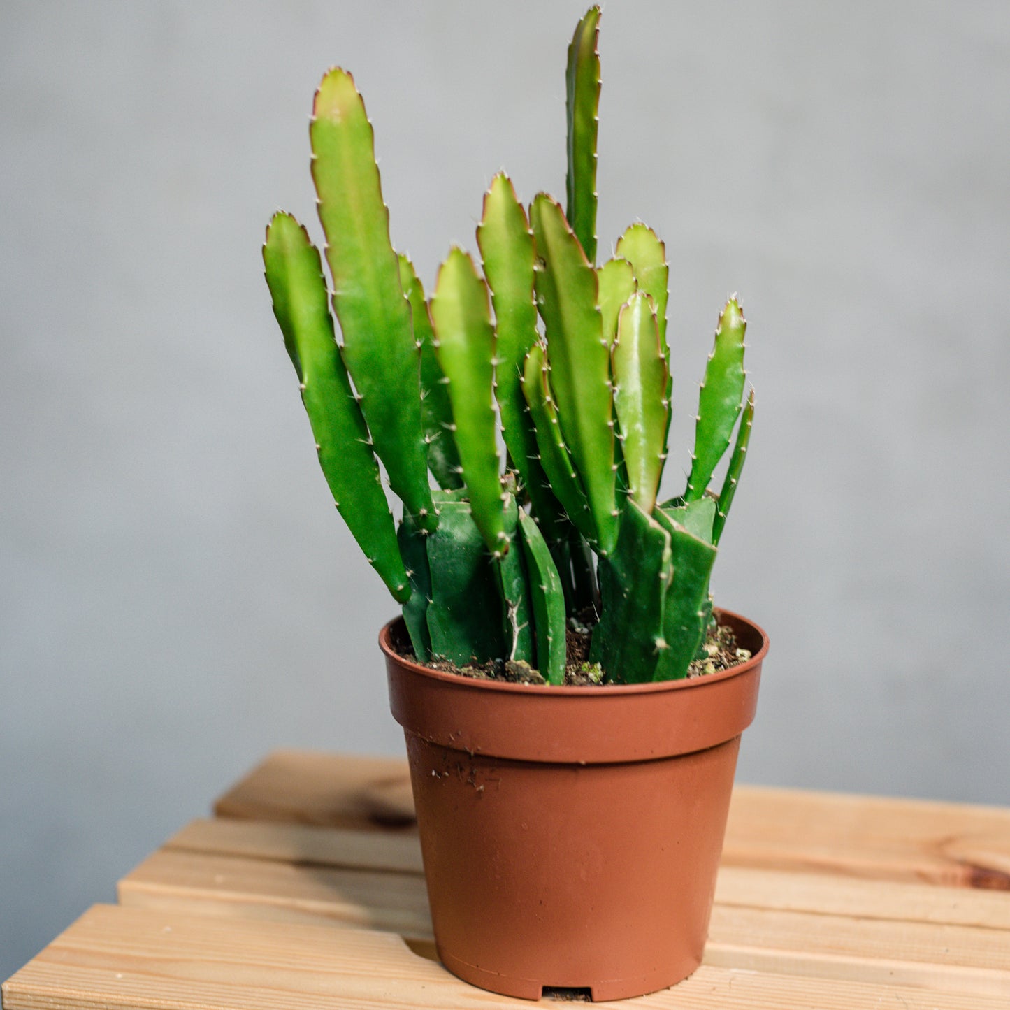 Epiphyllum - Red Tip Cactus