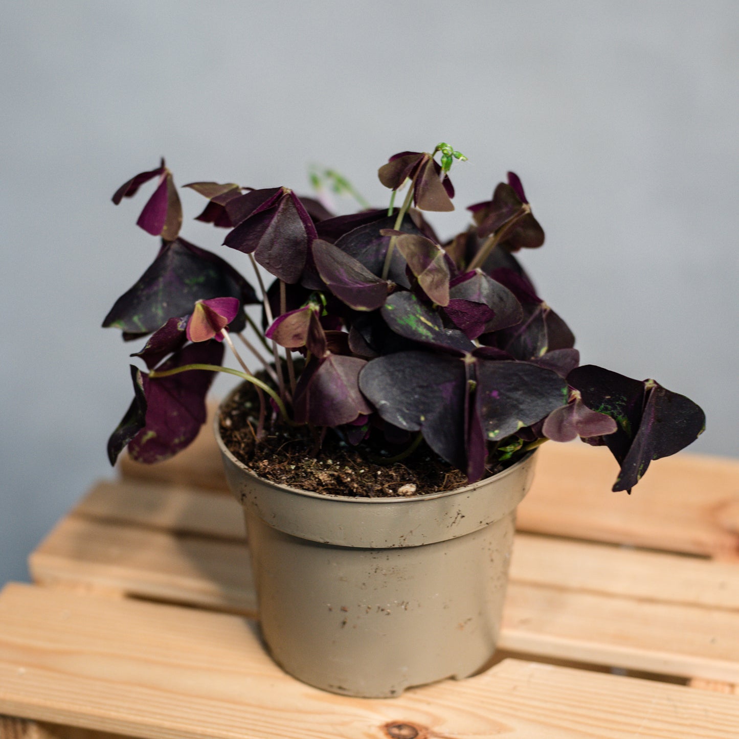 Oxalis triangularis - Purple Shamrock Burgundy Yellow