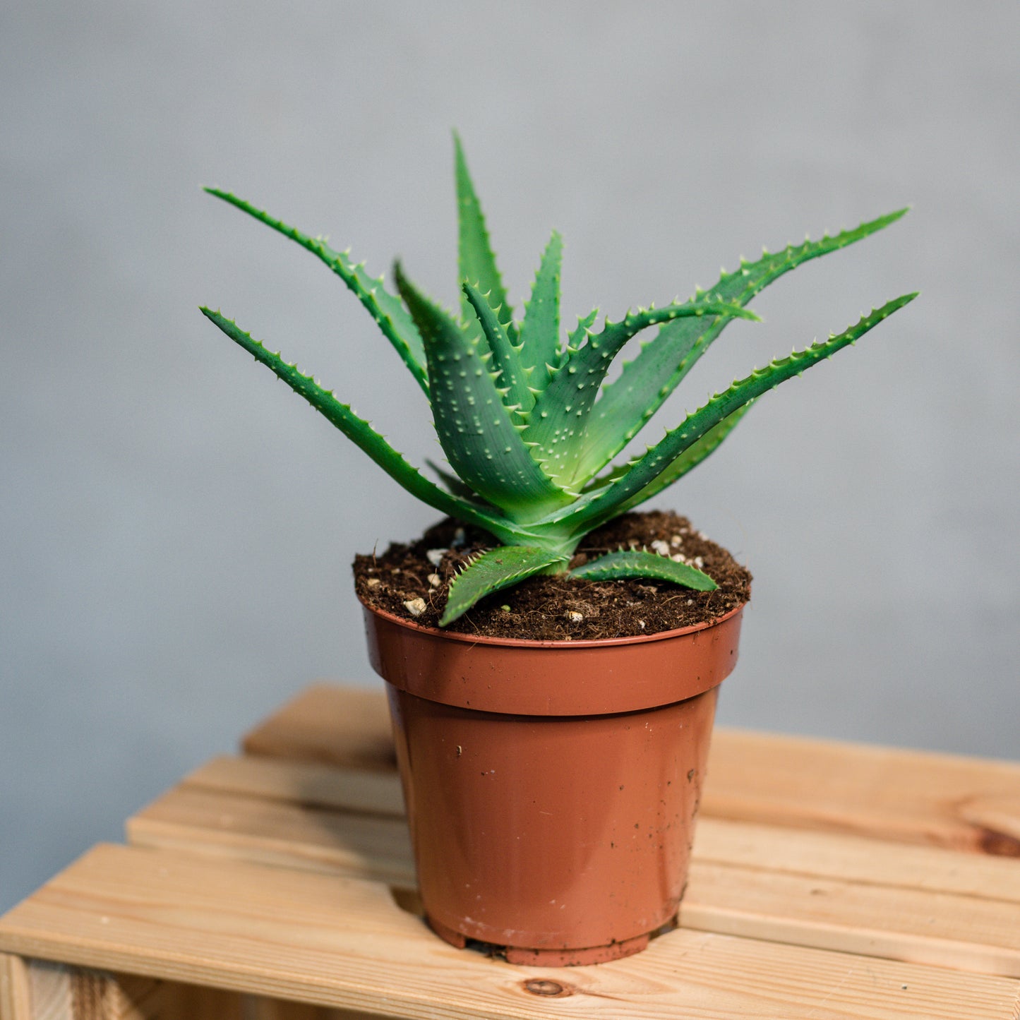 Aloe Arborescens