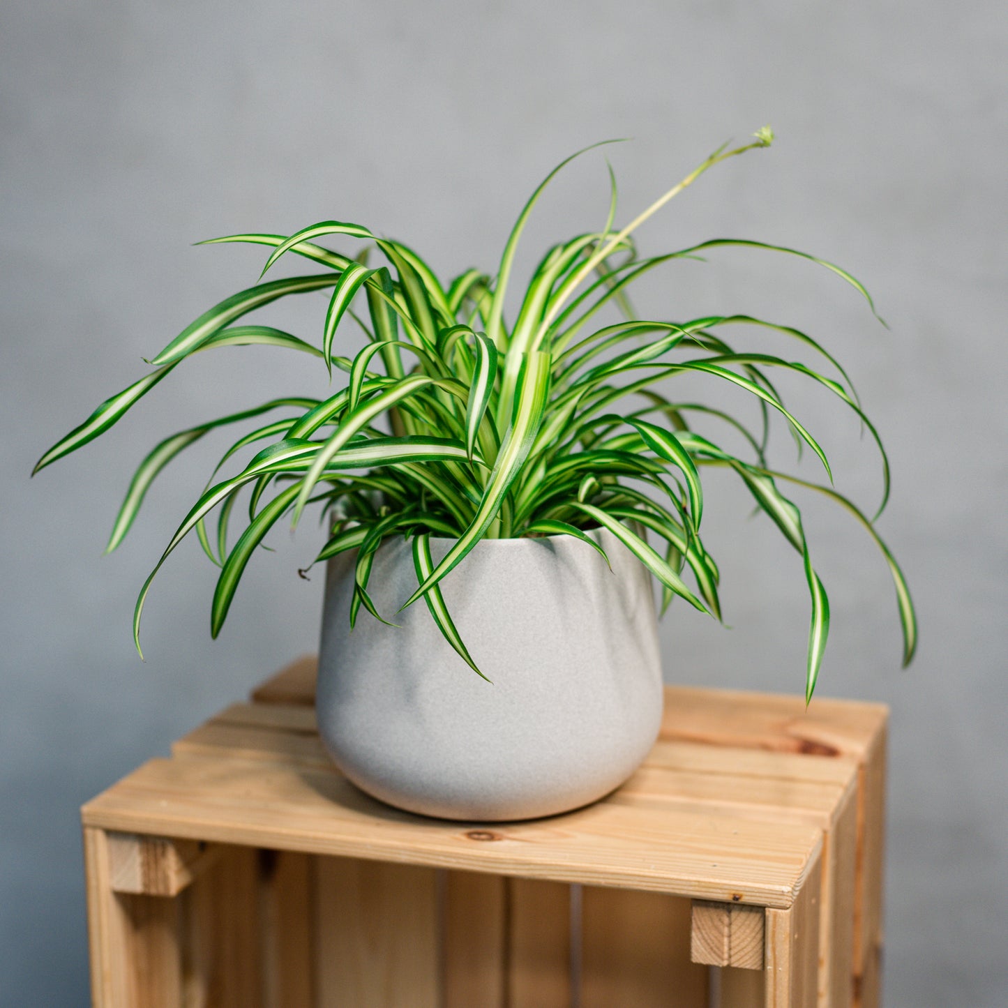 Chlorophytum comosum - Spider Plant