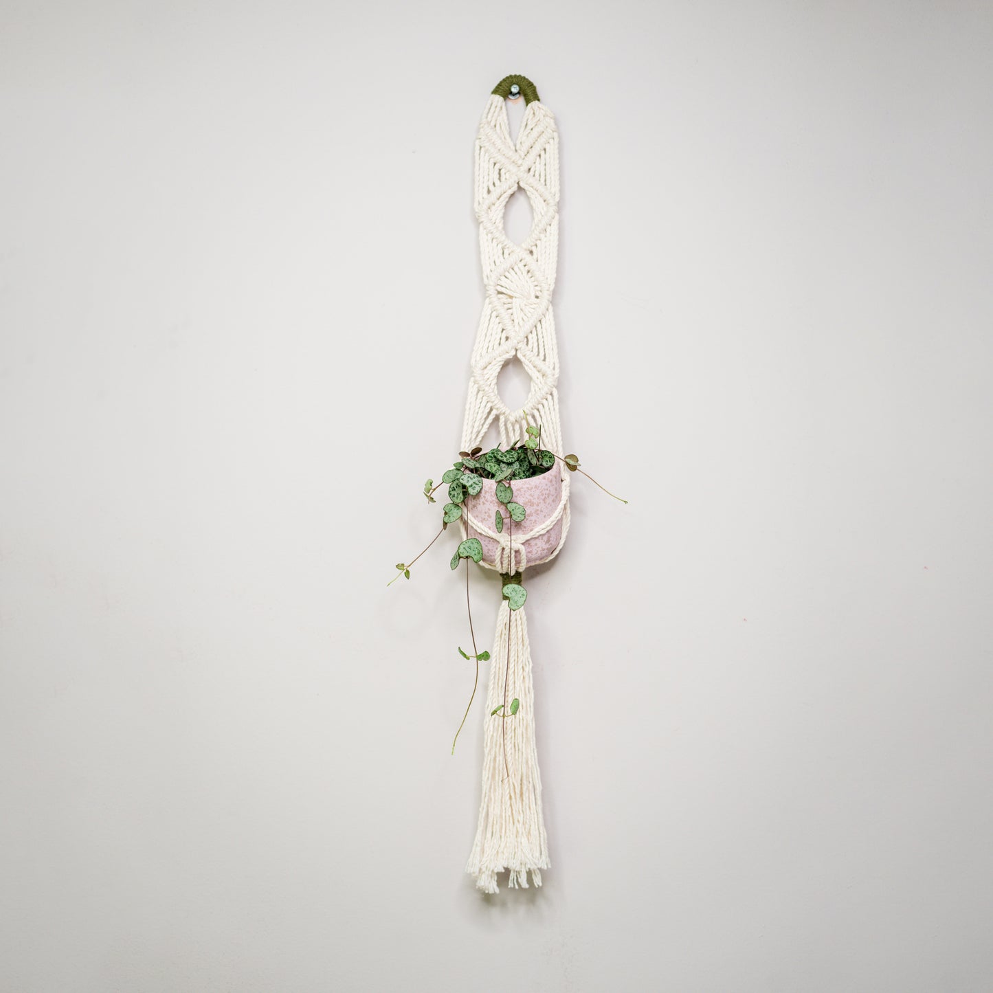 Ceropegia woodii - String of Hearts
