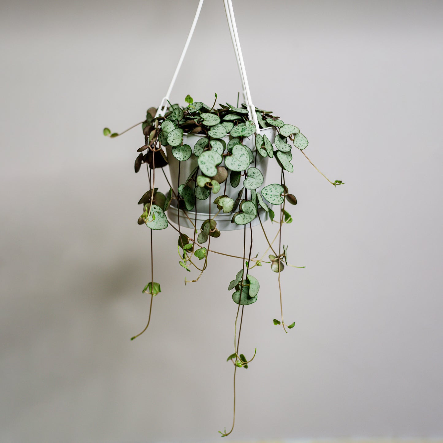 Ceropegia woodii - String of Hearts