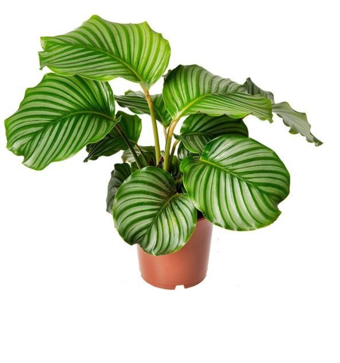Calathea Orbifolia