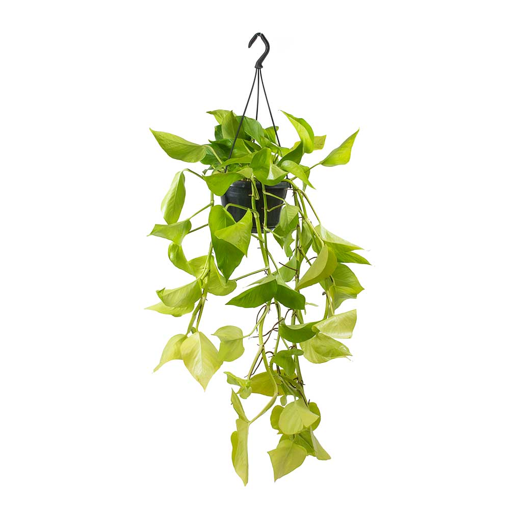 Epipremnum aureum Neon - Pothos Lemon Lime