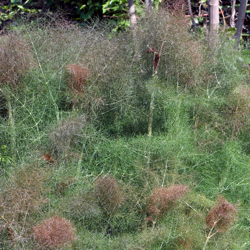 Ladybird's Shelter Herbs