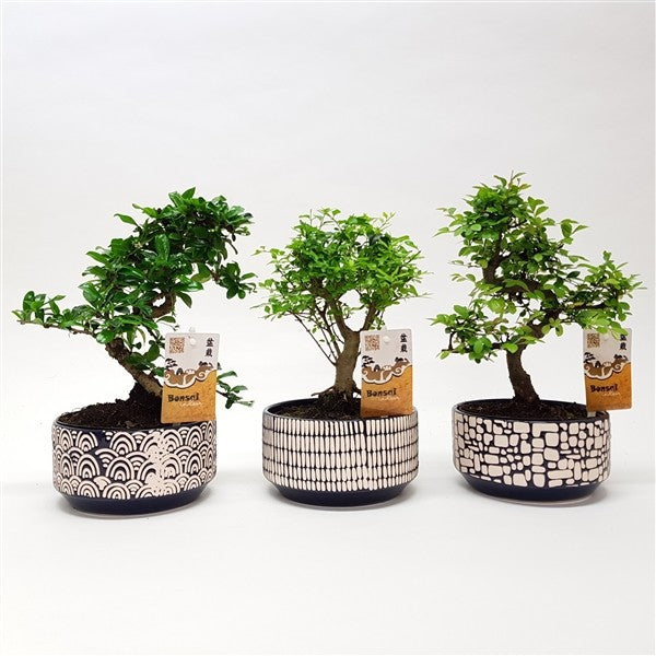 bonsai tree homebase Bonsai Mix in Ceramic Japan – Verd Houseplants