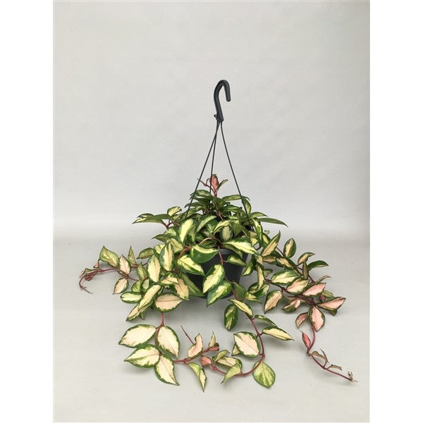 Hoya Carnosa Tricolor - Wax Plant Tricolor