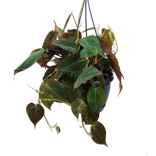 Philodendron Micans - Velvet Leaf Philodendron