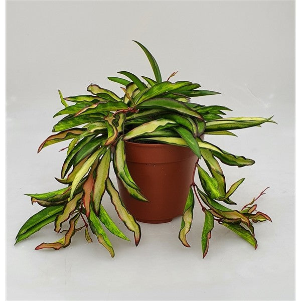 Hoya wayetii tricolor