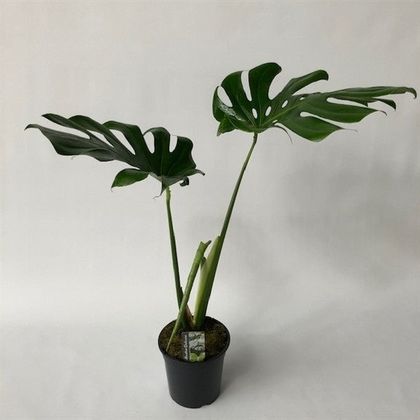 Monstera deliciosa - Swiss Cheese Plant