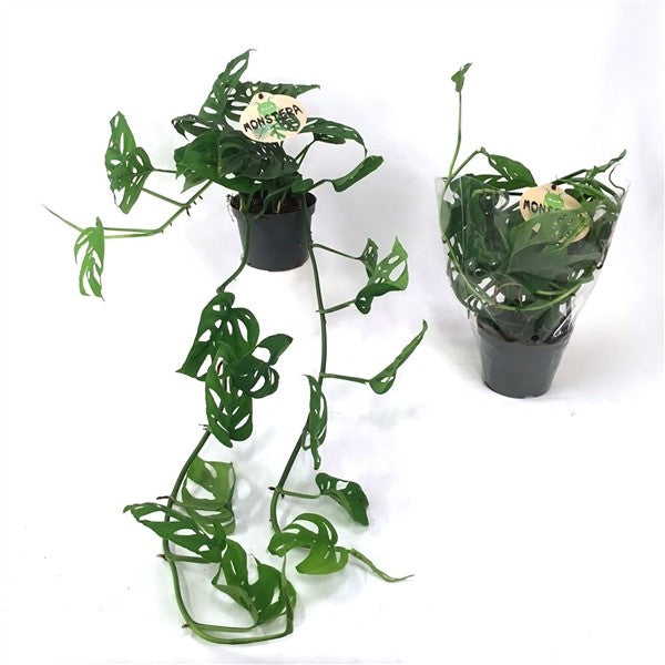 Monstera adansonii - Monkey leaf