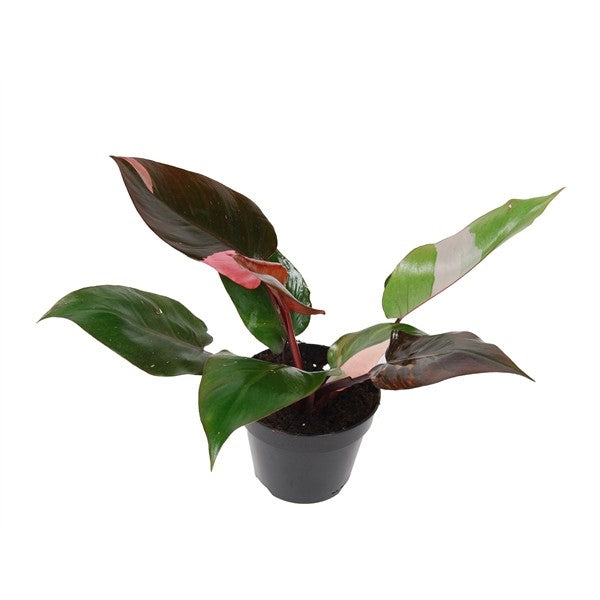Philodendron Pink Princess