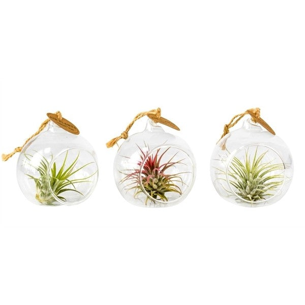 Air Plant Tillandsia in Glass