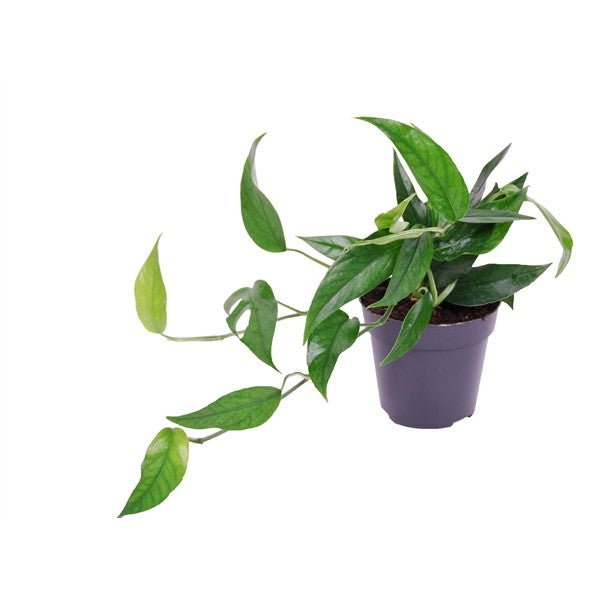 Epipremnum p. Blue Form - Cebu Blue Pothos