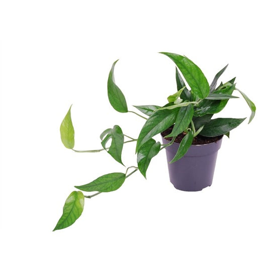 Epipremnum p. Blue Form - Cebu Blue Pothos