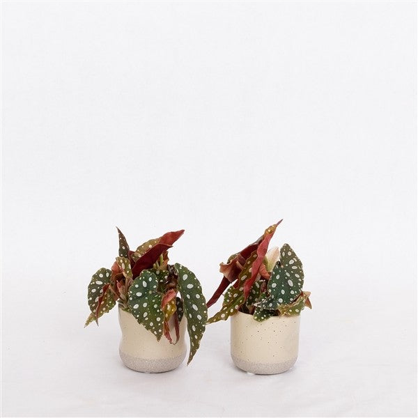 Begonia Maculata - Begonia Polka Dot