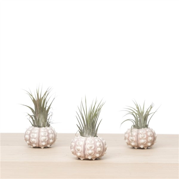 Air Plant Tillandsia + Shell