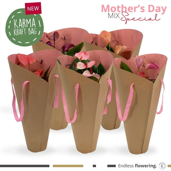 Anthurium a. mix + carrier bag - Flamingo Plant