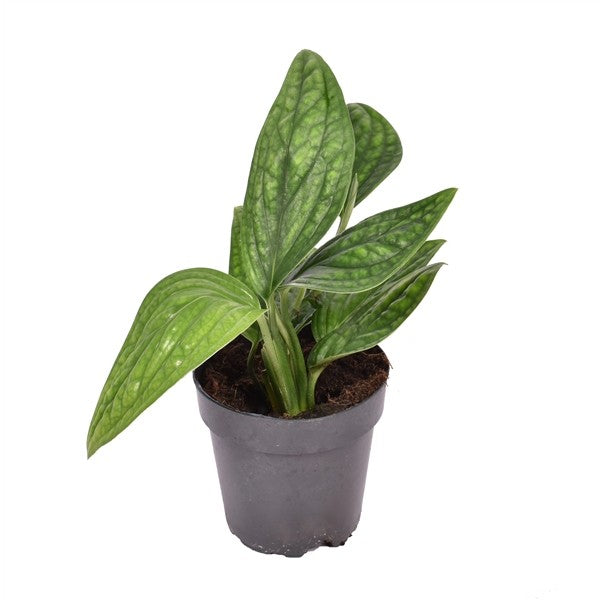 Epipremnum p. Marble Planet - Pothos Marble Planet