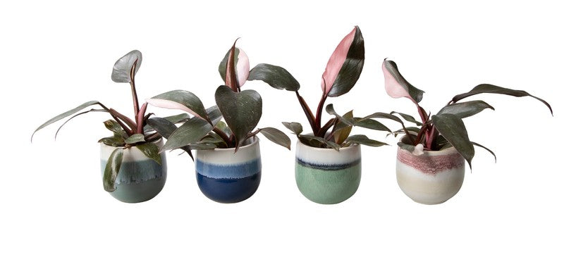 Philodendron Pink Princess