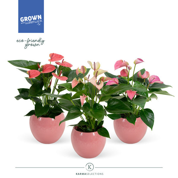 Anthurium andr. Pink Mix+ ceramic Pot