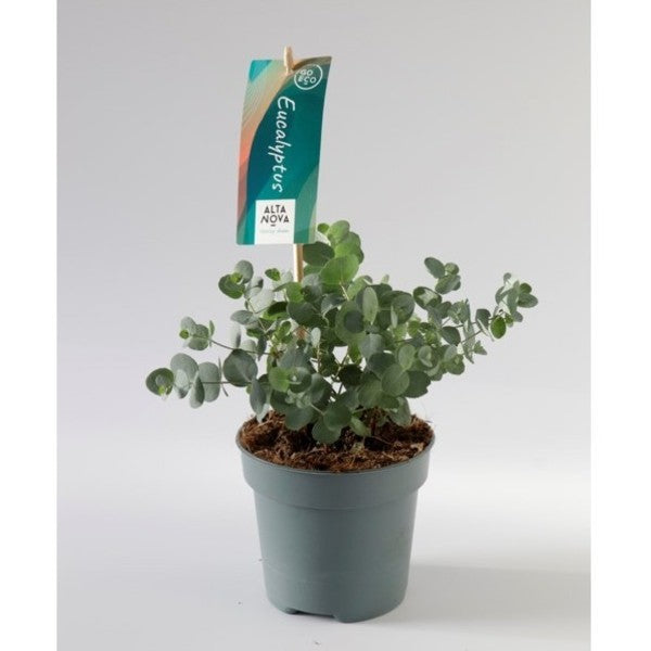 Eukalyptus Silver Dollar - Eucalyptus cinerea Silver Dollar günstig kaufen Eukalyptus Silver Dollar - Eucalyptus cinerea Silver Dollar günstig kaufen