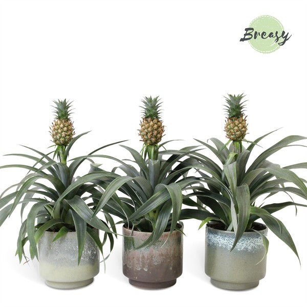 Ananas - Ornamental Pineapple