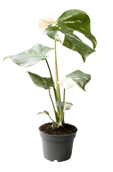 Monstera Variegata Thai Constellation