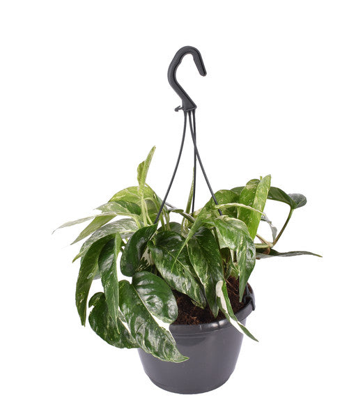 Epipremnum Pinn Variegata - Pothos Variegata