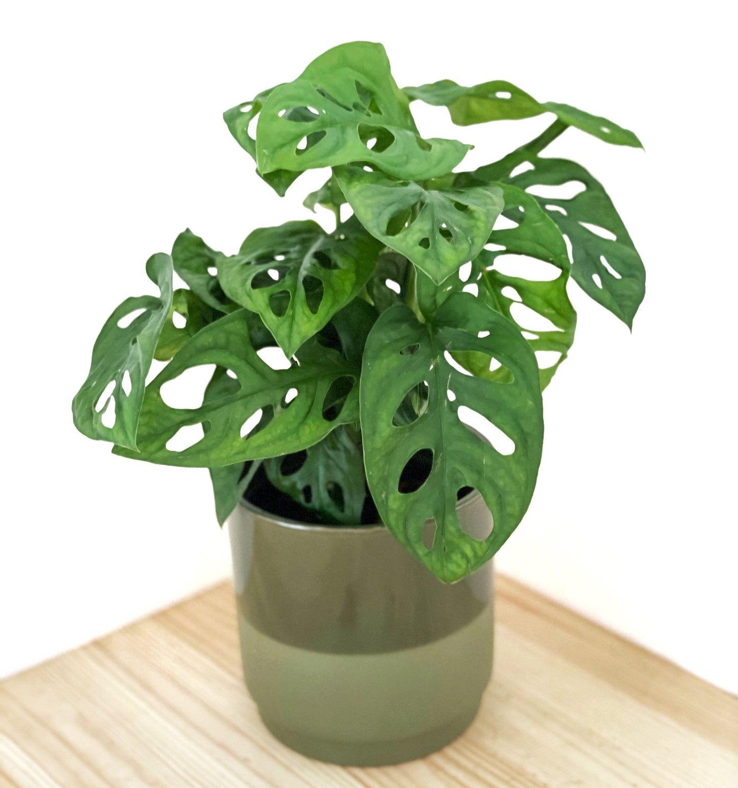 Monstera adansonii - Monkey leaf