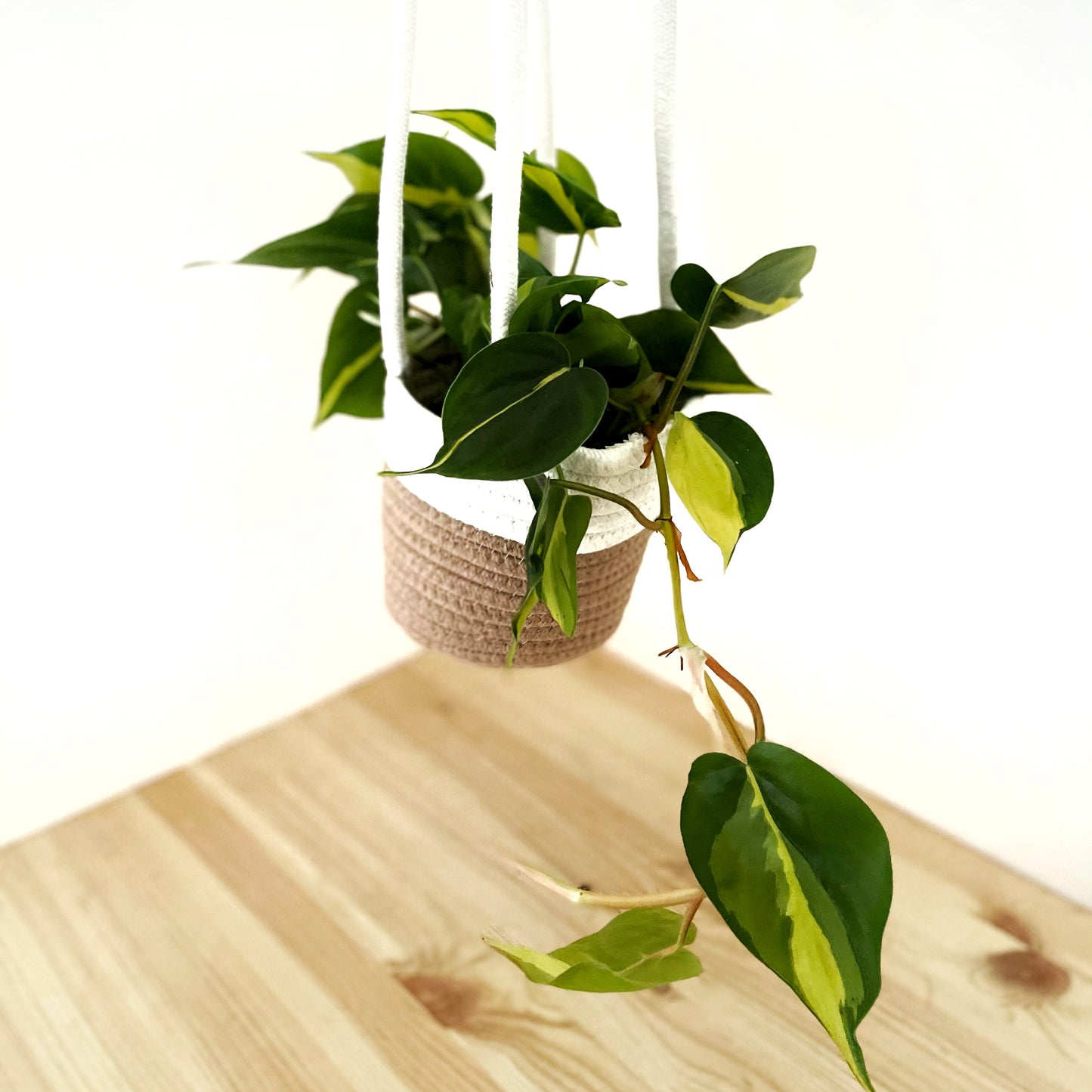 Philodendron Scandens Brasil - Heartleaf Philodendron