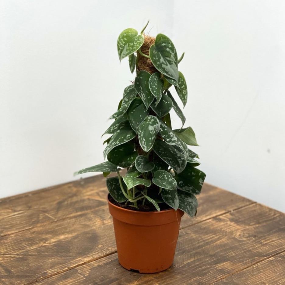 Scindapsus pictus - Satin Pothos