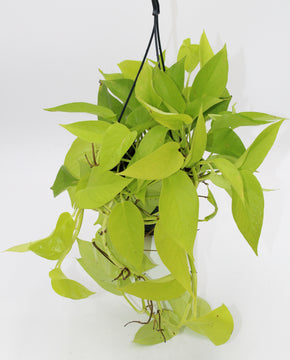 Philodendron Micans Lime- Velvet Leaf Philodendron Lime