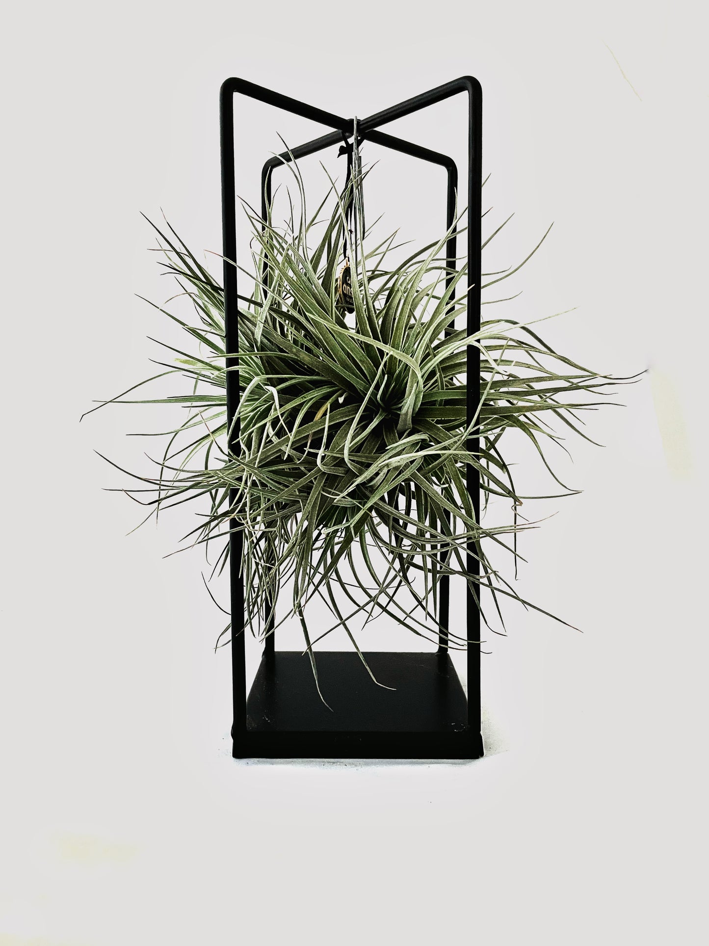 Air Plant in Metal Ring / Cube