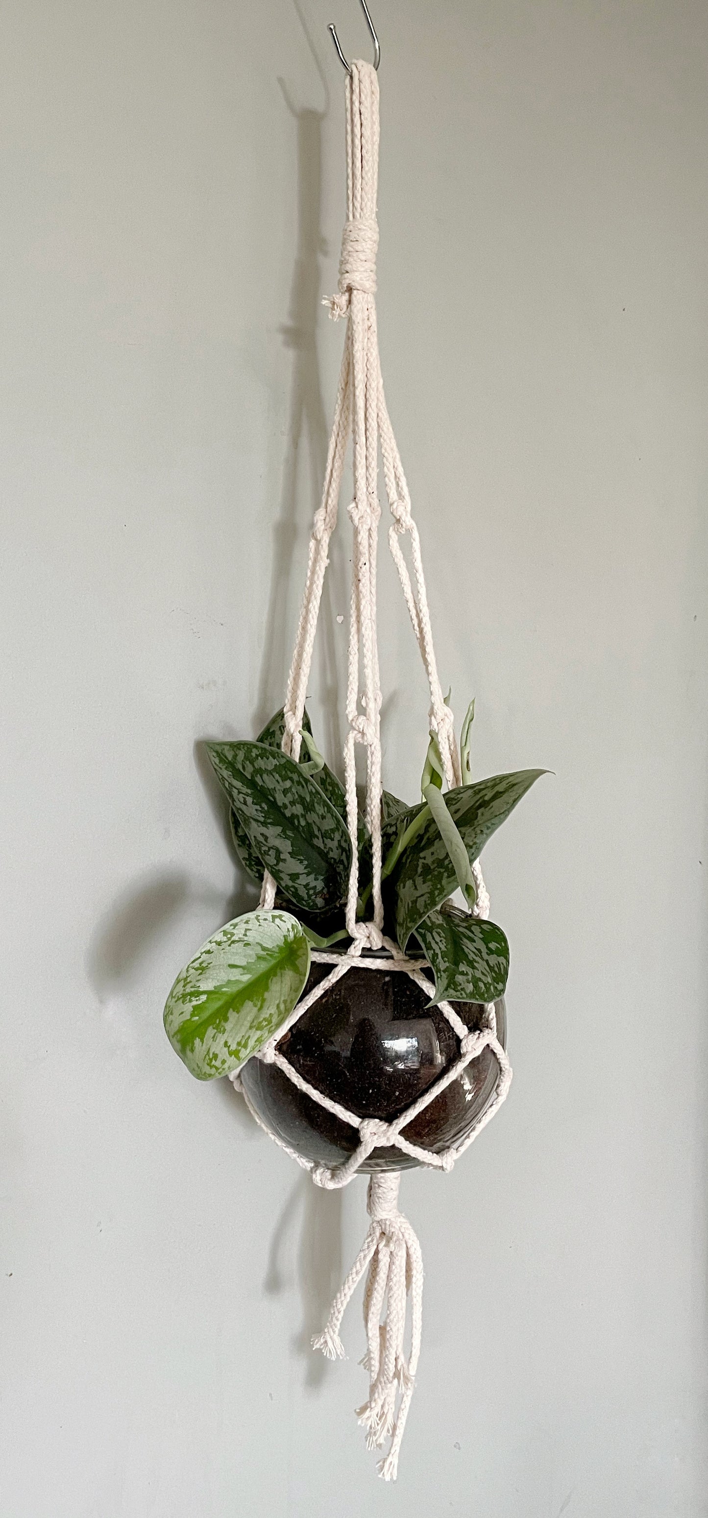 Scindapsus pictus - Satin Pothos