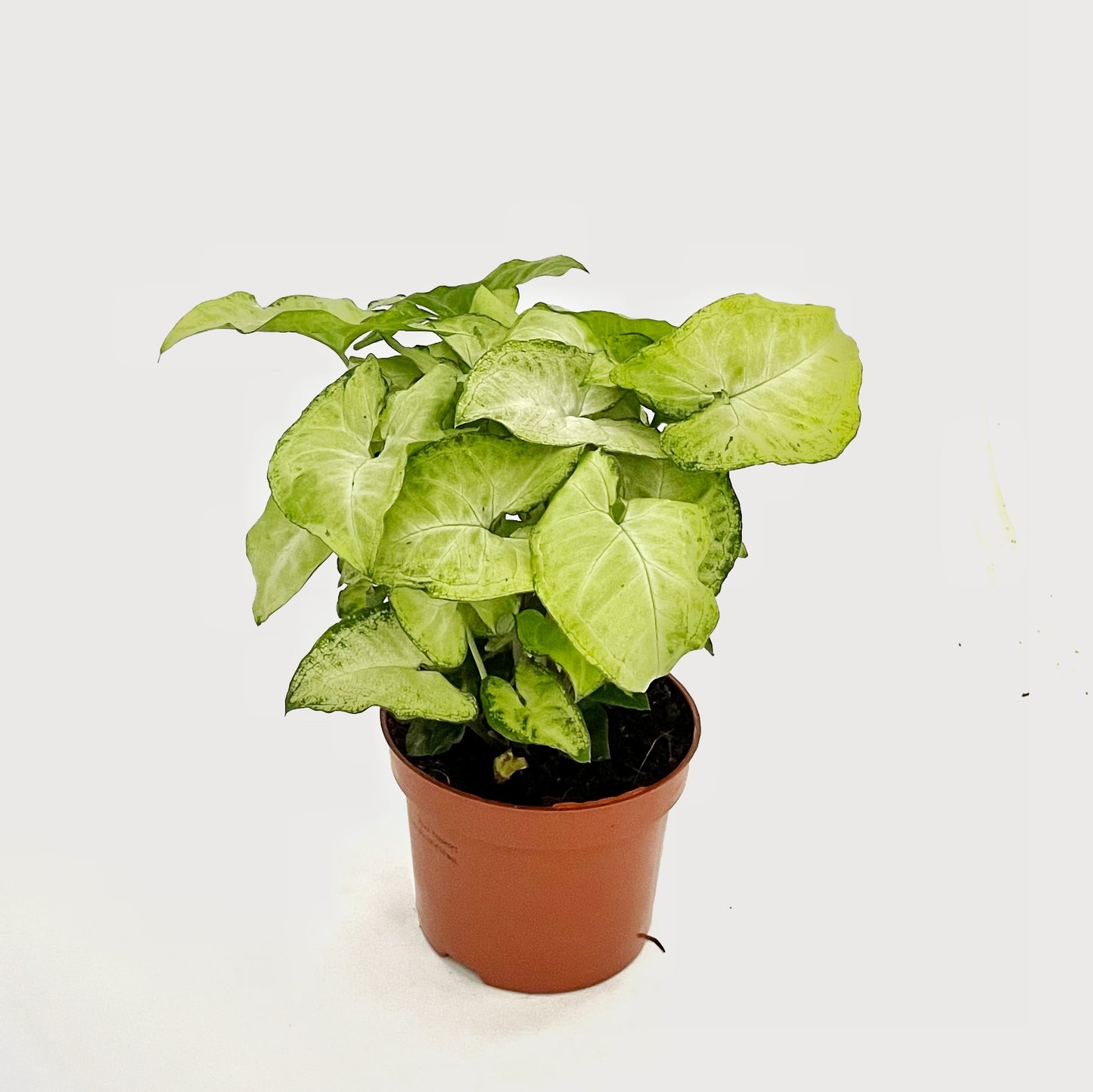 Syngonium podophyllum - Arrowhead White Butterfly