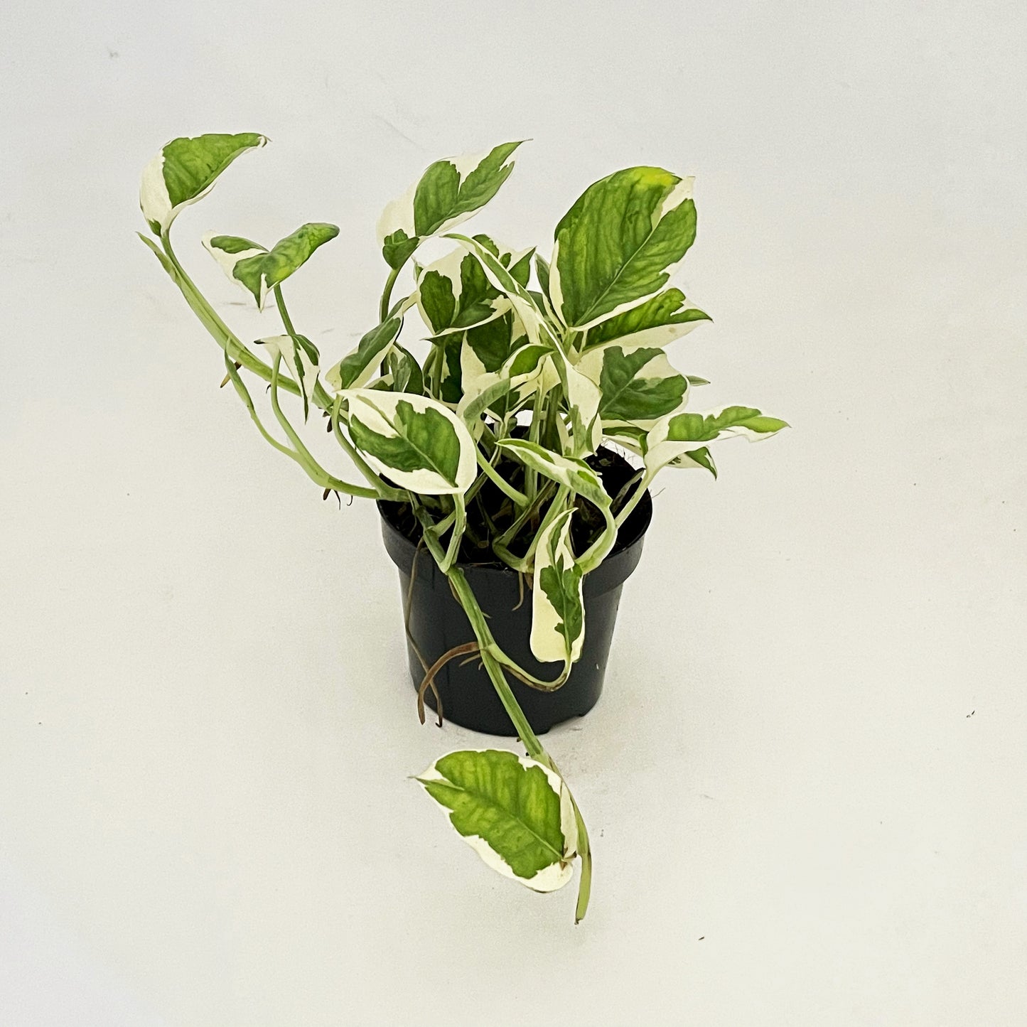 Epipremnum N'Joy - Pothos N'joy