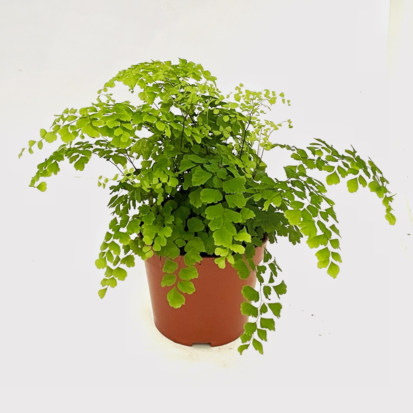 Adiantum Fragrans - Maidenhair Fern