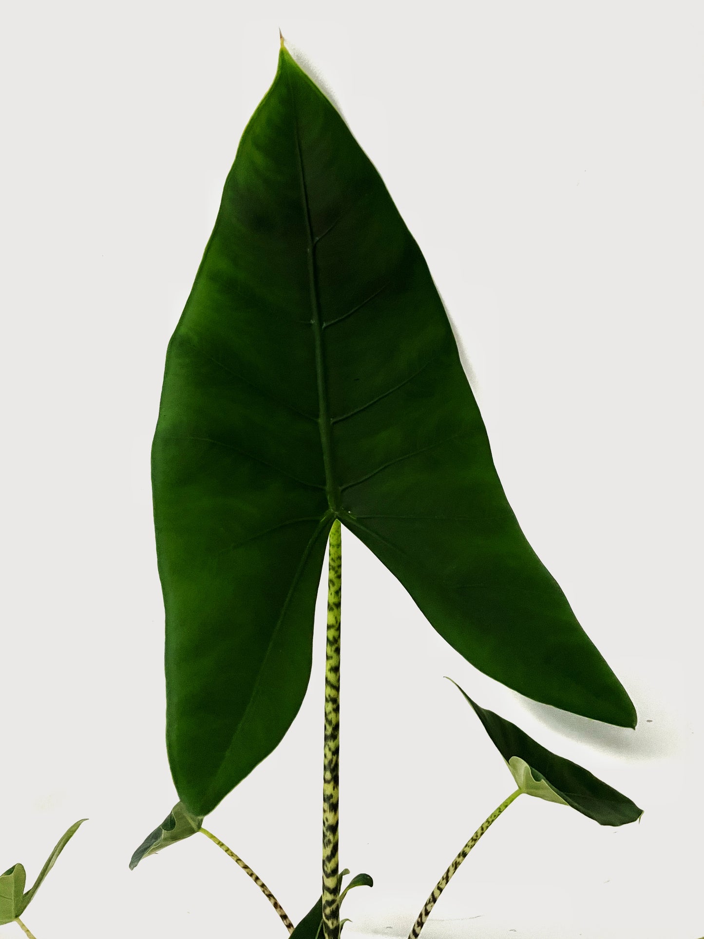 Alocasia Zebrina